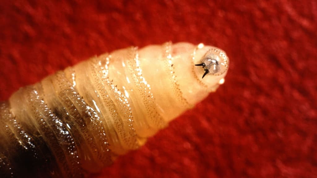 Confirmed US Screwworm case in Livestock beyond Texas by... card icon